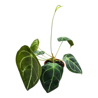 Anthurium Forgetii