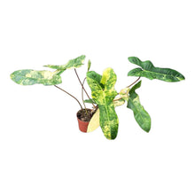 Selected Philodendron Florida Beauty X Billietiae Variegata