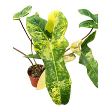 Selected Philodendron Florida Beauty X Billietiae Variegata