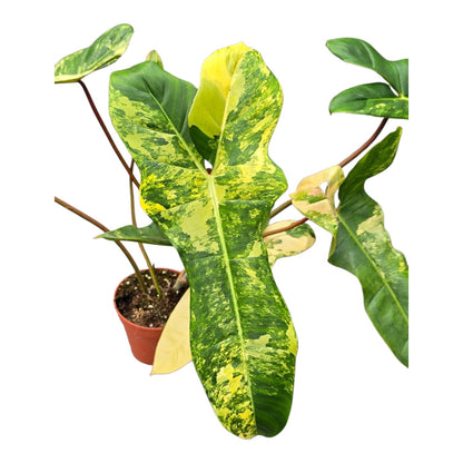 Selected Philodendron Florida Beauty X Billietiae Variegata