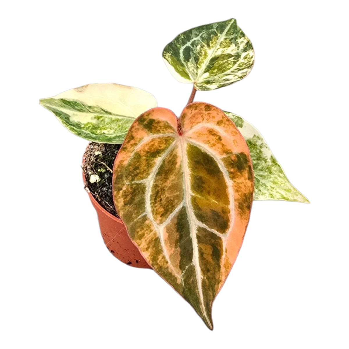 Selected Anthurium Papillilaminum Variegata  X Red Chocolate