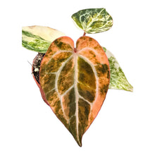 Selected Anthurium Papillilaminum Variegata  X Red Chocolate