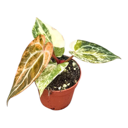 Selected Anthurium Papillilaminum Variegata  X Red Chocolate