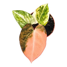 Selected Anthurium Papillilaminum Variegata  X Red Chocolate