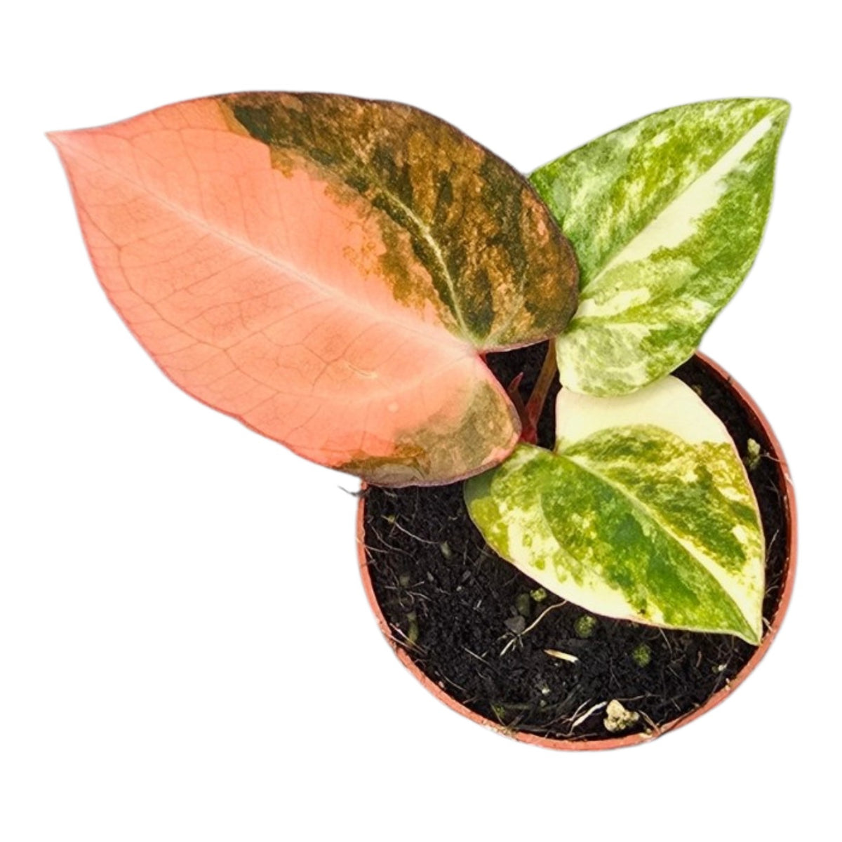 Selected Anthurium Papillilaminum Variegata  X Red Chocolate