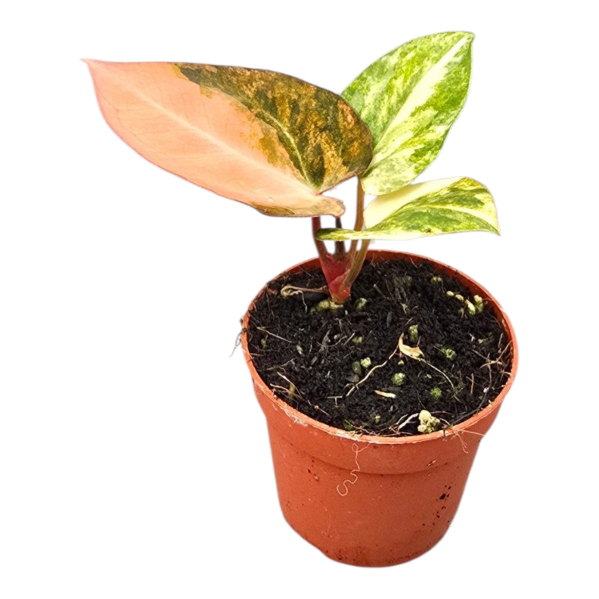 Selected Anthurium Papillilaminum Variegata  X Red Chocolate