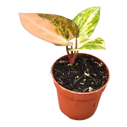 Selected Anthurium Papillilaminum Variegata  X Red Chocolate