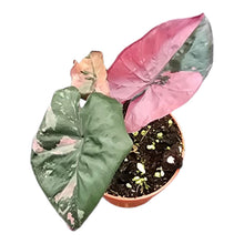 Selected Alocasia Serendipity Variegata