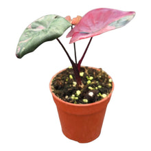 Selected Alocasia Serendipity Variegata