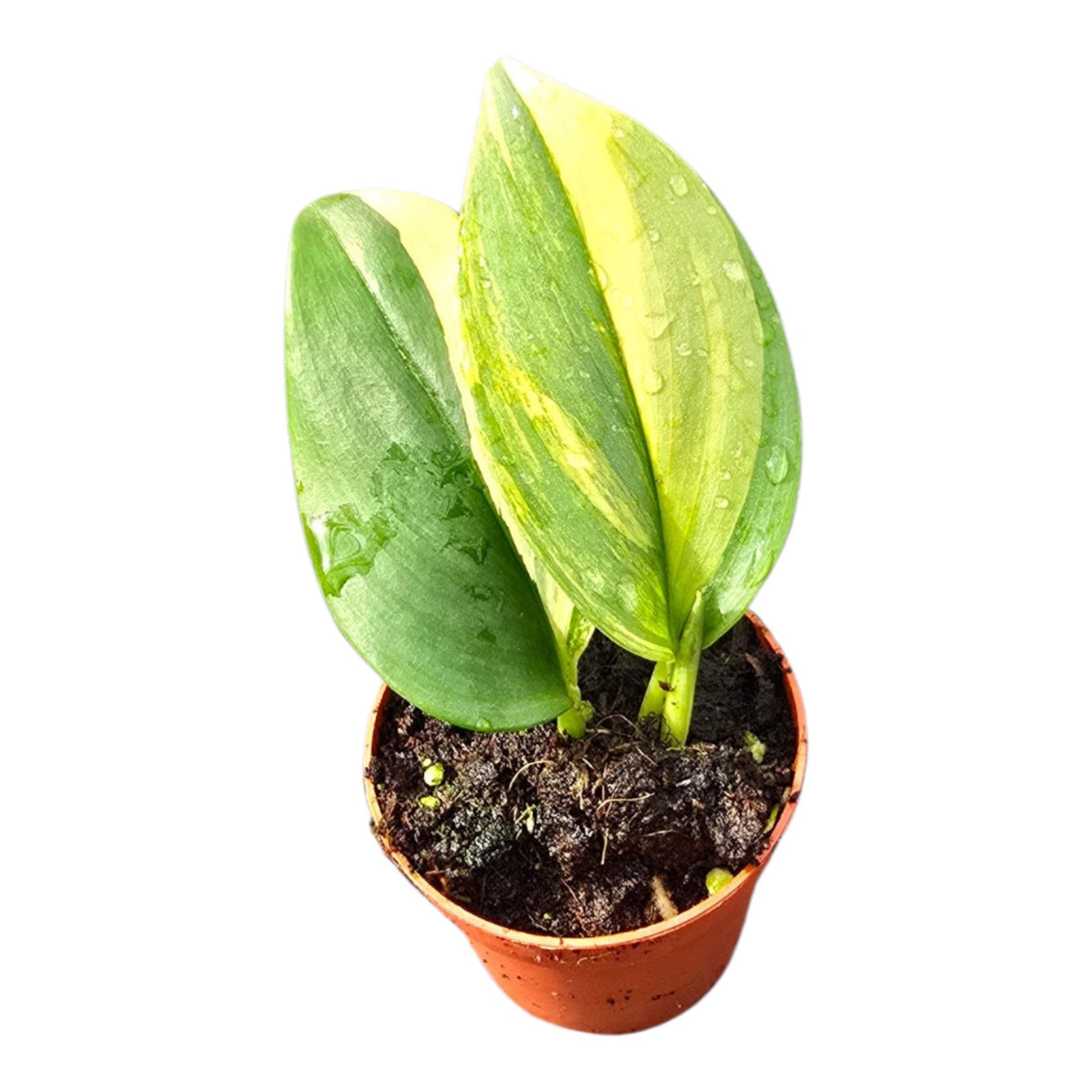Scindapsus Treubii Variegata Aurea