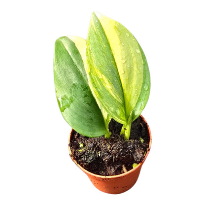 Scindapsus Treubii Variegata Aurea