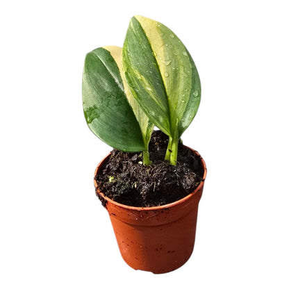 Scindapsus Treubii Variegata Aurea