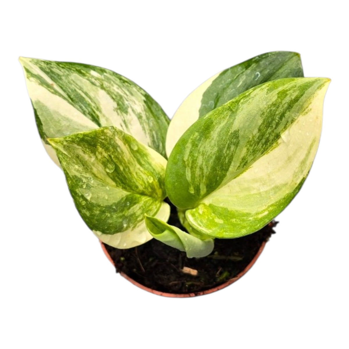 Scindapsus Treubii Variegata Albo