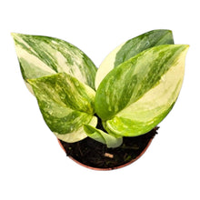 Scindapsus Treubii Variegata Albo