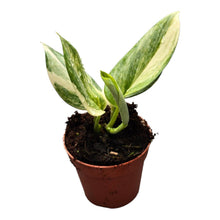 Scindapsus Treubii Variegata Albo