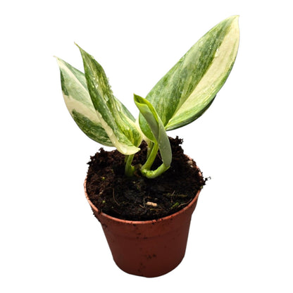 Scindapsus Treubii Variegata Albo