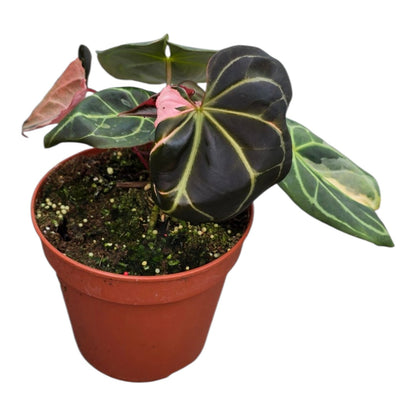 Selected DocBlock Anthurium Dark & Handsome® '9' X Black Widow® '13'