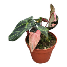 Selected DocBlock Anthurium Dark & Handsome® '9' X Black Widow® '13'