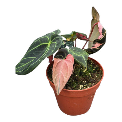 Selected DocBlock Anthurium Dark & Handsome® '9' X Black Widow® '13'