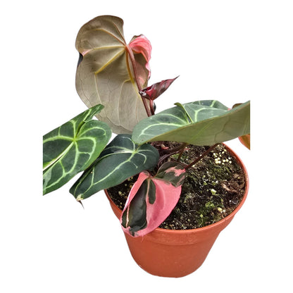 Selected DocBlock Anthurium Dark & Handsome® '9' X Black Widow® '13'