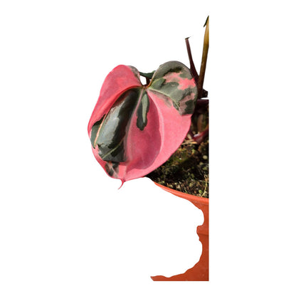 Selected DocBlock Anthurium Dark & Handsome® '9' X Black Widow® '13'