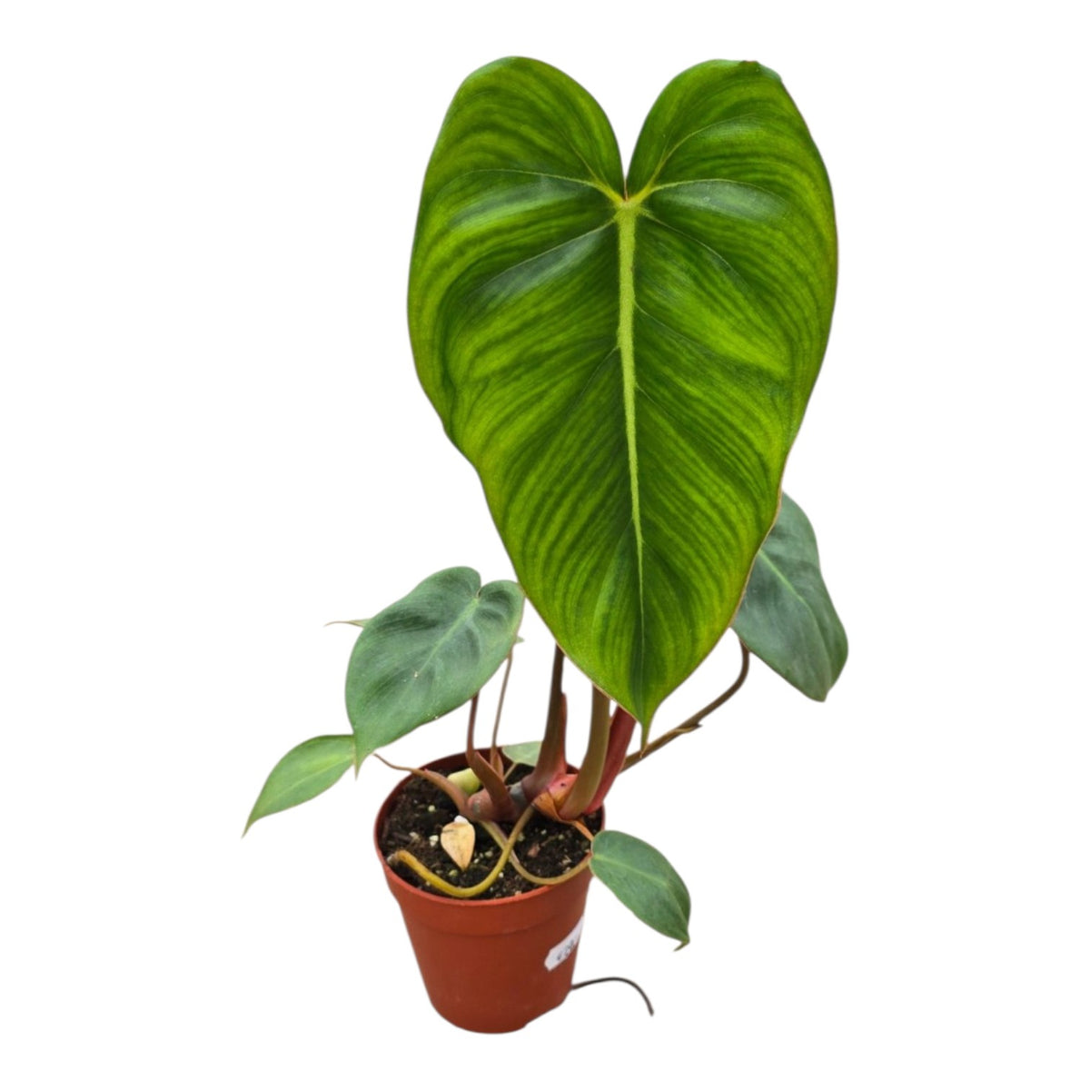 Philodendron 'Billienum' (Billietiae x Pastazanum )