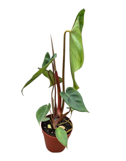 Philodendron 'Billienum' (Billietiae x Pastazanum )