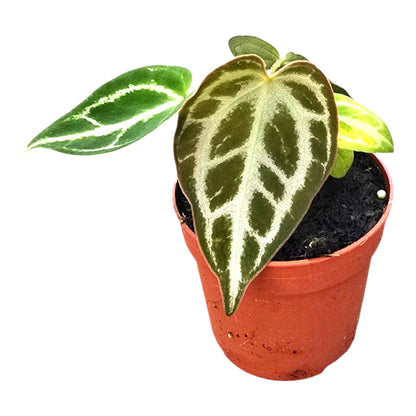 Anthurium Dorayaki
