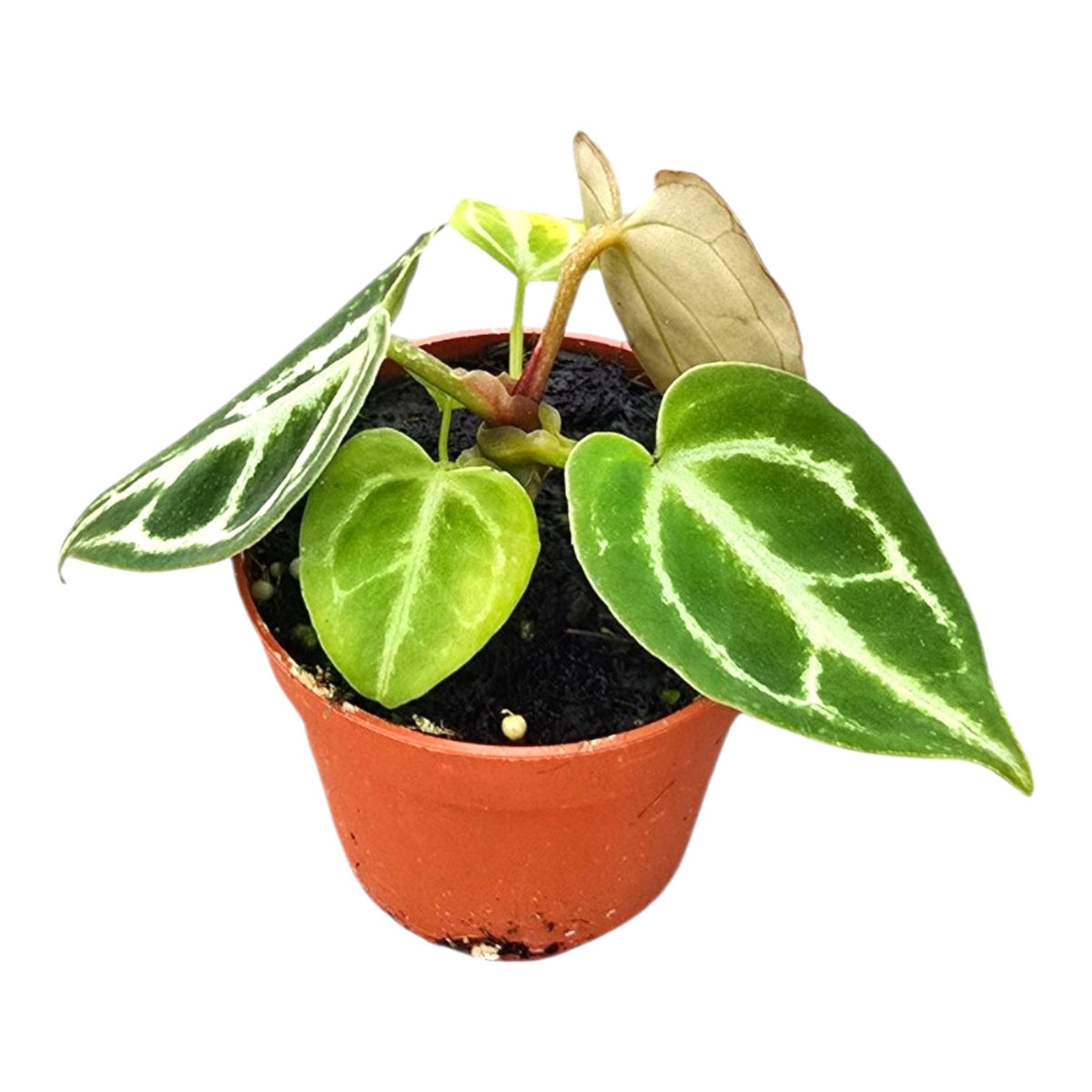 Anthurium Dorayaki
