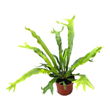 Asplenium Nidus