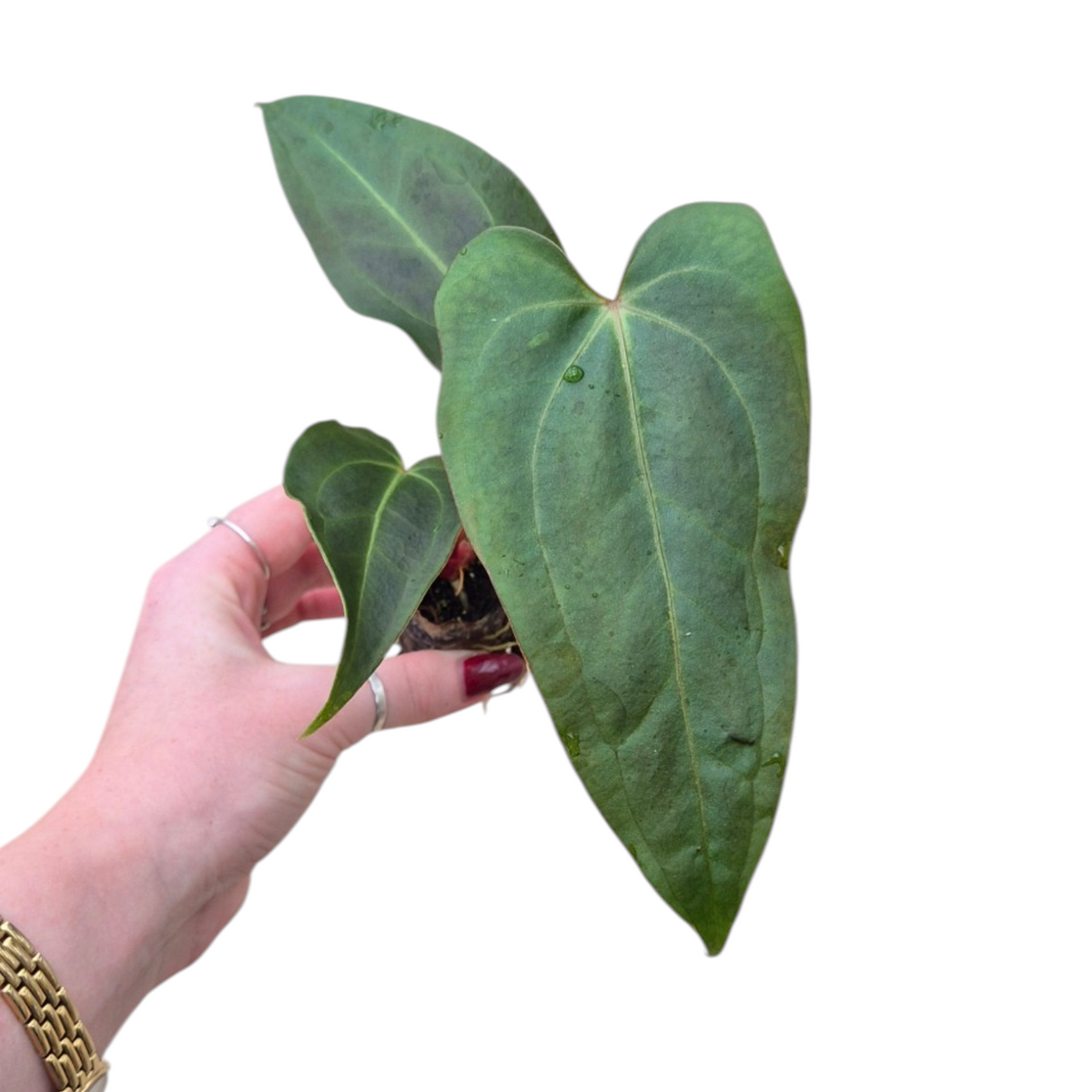 Live Sale Plant 193 DocBlock Anthurium Dark & Handsome® '9' X Dark & Handsome® '9'