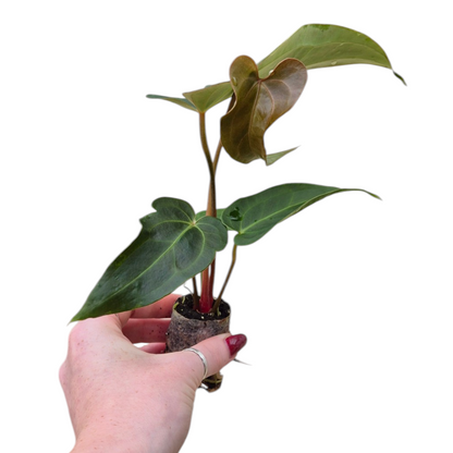 Live Sale Plant 194 DocBlock Anthurium Dark & Handsome® '9' X Dark & Handsome® '9'
