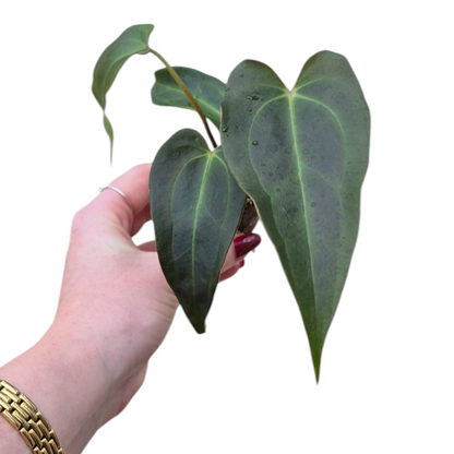 Live Sale Plant 195 DocBlock Anthurium Dark & Handsome® '9' X Dark & Handsome® '9'