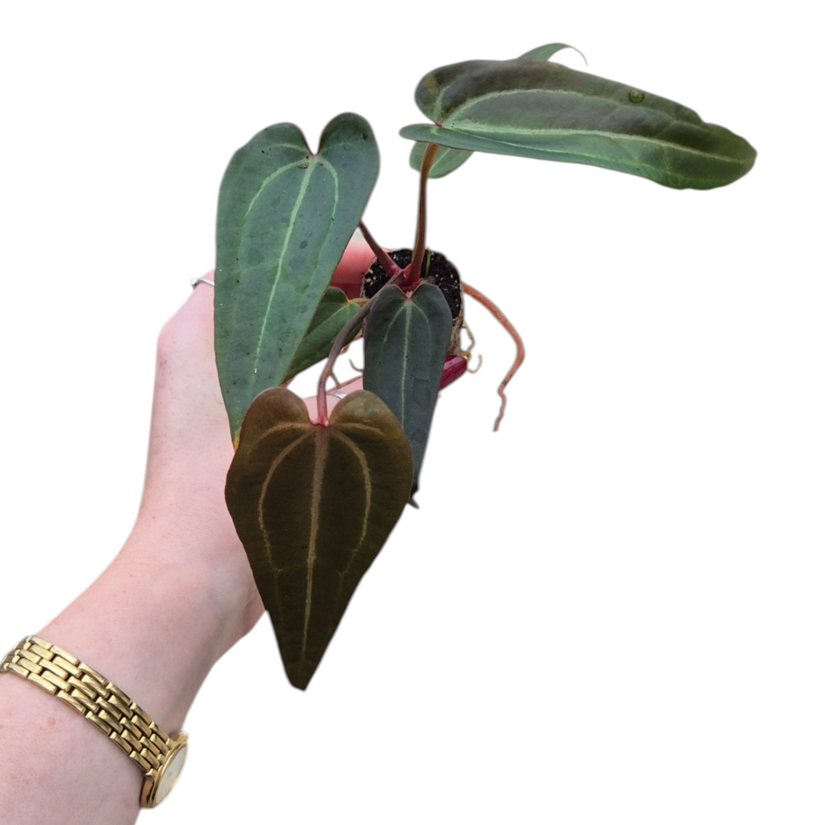 Live Sale Plant 196 DocBlock Anthurium Red Velvet Cake® '24' X Red Velvet Cake® '24'