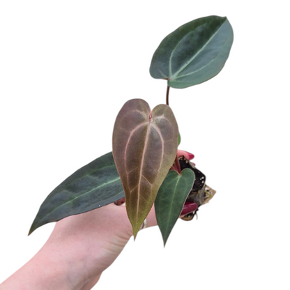 Live Sale Plant 197 DocBlock Anthurium Red Velvet Cake® '24' X Red Velvet Cake® '24'