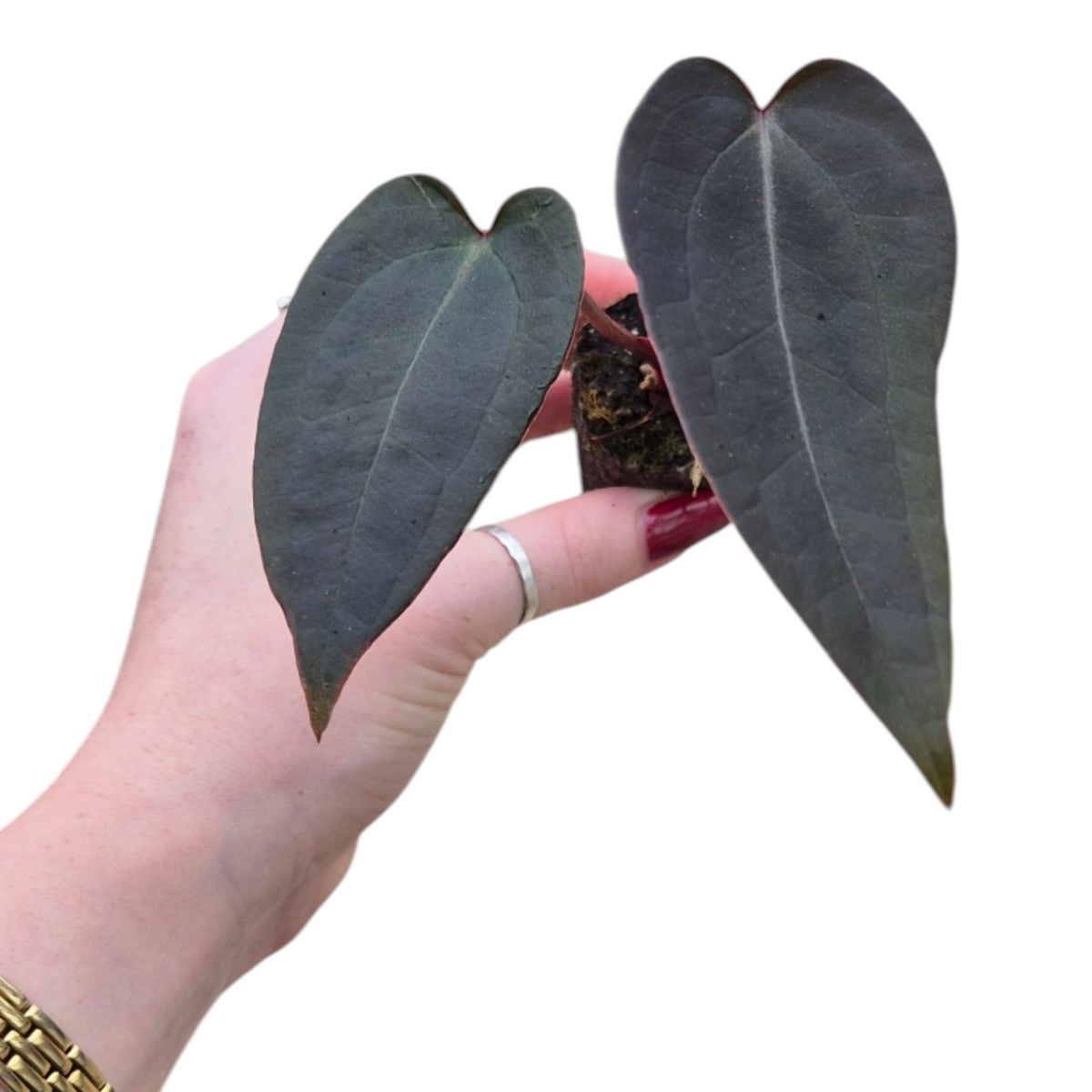 Live Sale Plant 198 DocBlock Anthurium Red Velvet Cake® '24' X Red Velvet Cake® '24'