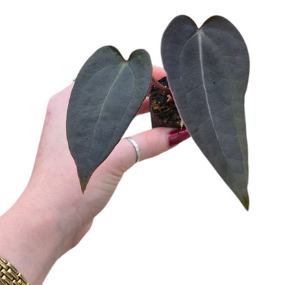 Live Sale Plant 198 DocBlock Anthurium Red Velvet Cake® '24' X Red Velvet Cake® '24'