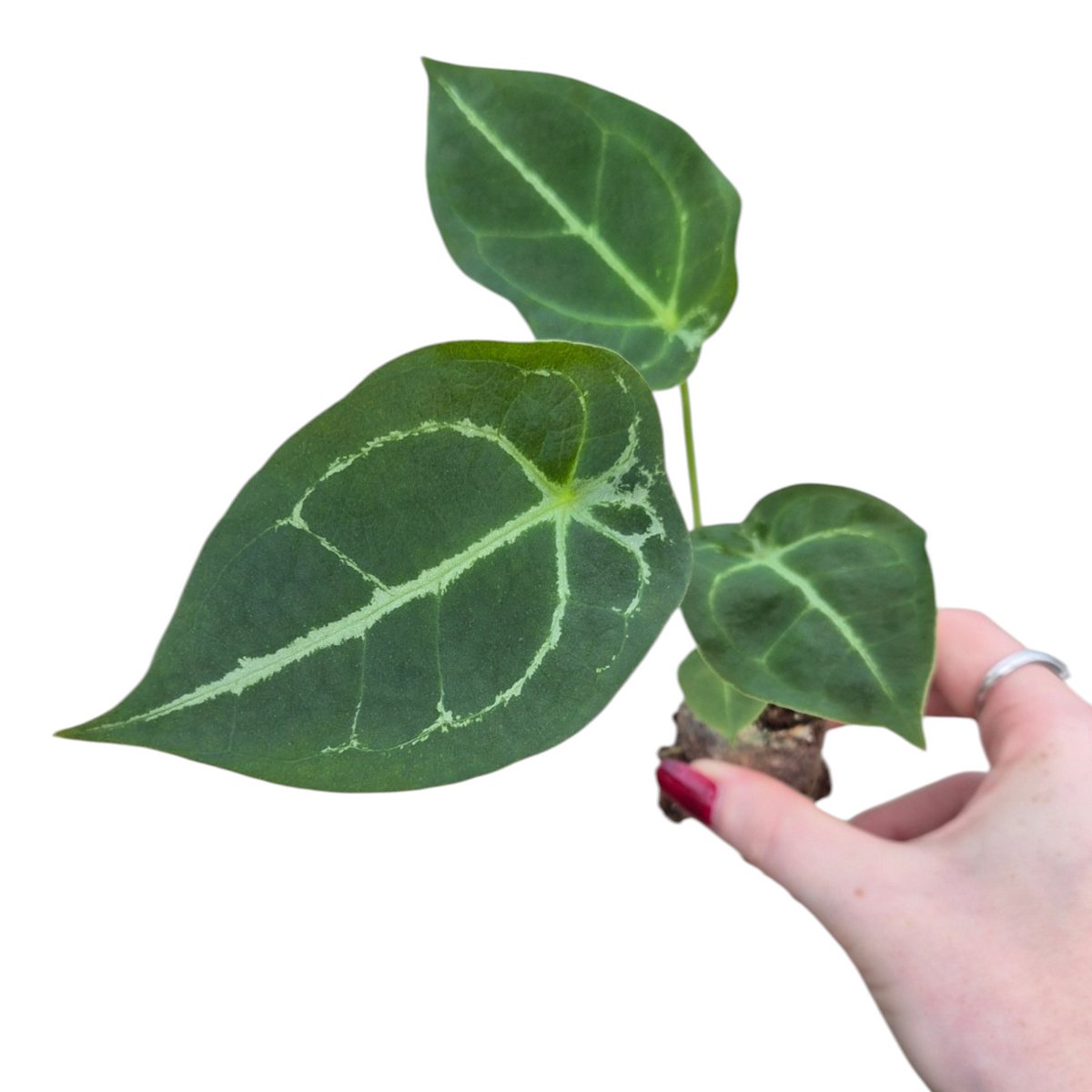 Live Sale Plant 199 Anthurium Forgetii