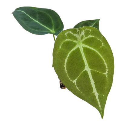 Live Sale Plant 200 Anthurium Forgetii