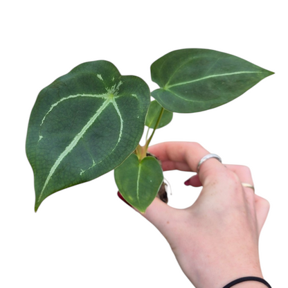 Live Sale Plant 201 Anthurium Forgetii
