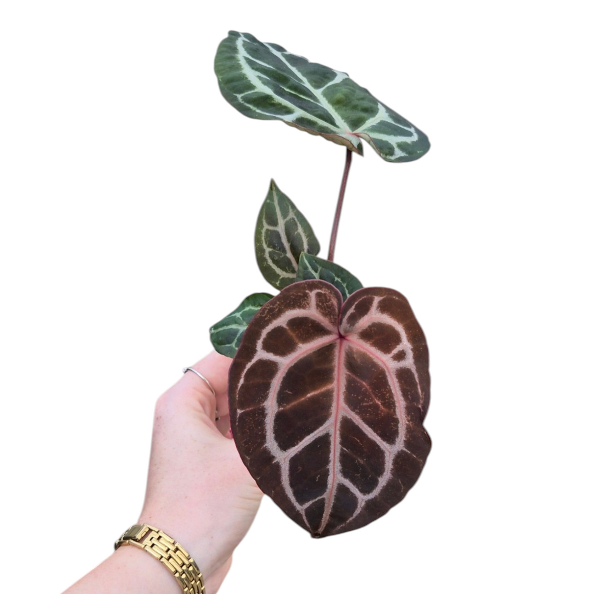 Live Sale Plant 202 DocBlock Anthurium Michelle®
