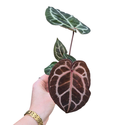 Live Sale Plant 202 DocBlock Anthurium Michelle®