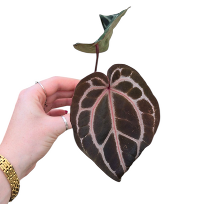 Live Sale Plant 203 DocBlock Anthurium Michelle®