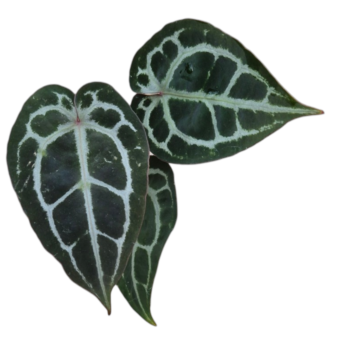 Live Sale Plant 204 DocBlock Anthurium Michelle®