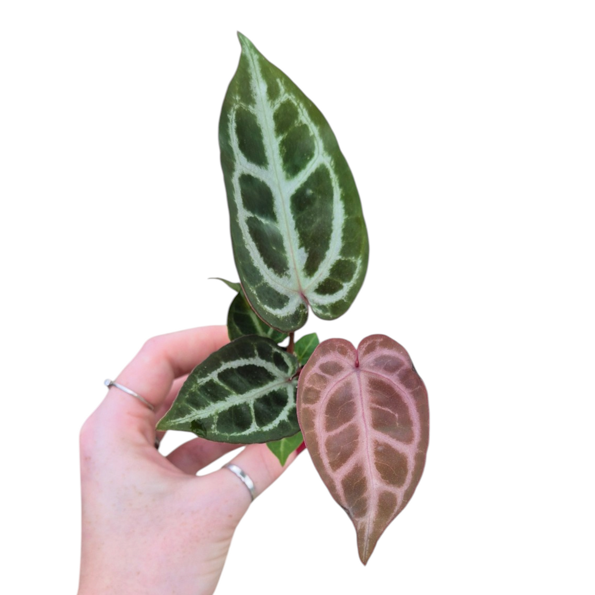 Live Sale Plant 205 Anthurium Red Crystal Blush