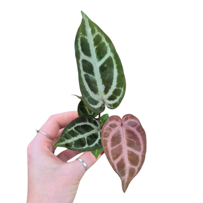 Live Sale Plant 205 Anthurium Red Crystal Blush