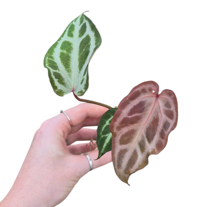 Live Sale Plant 206 Anthurium Red Crystal Blush
