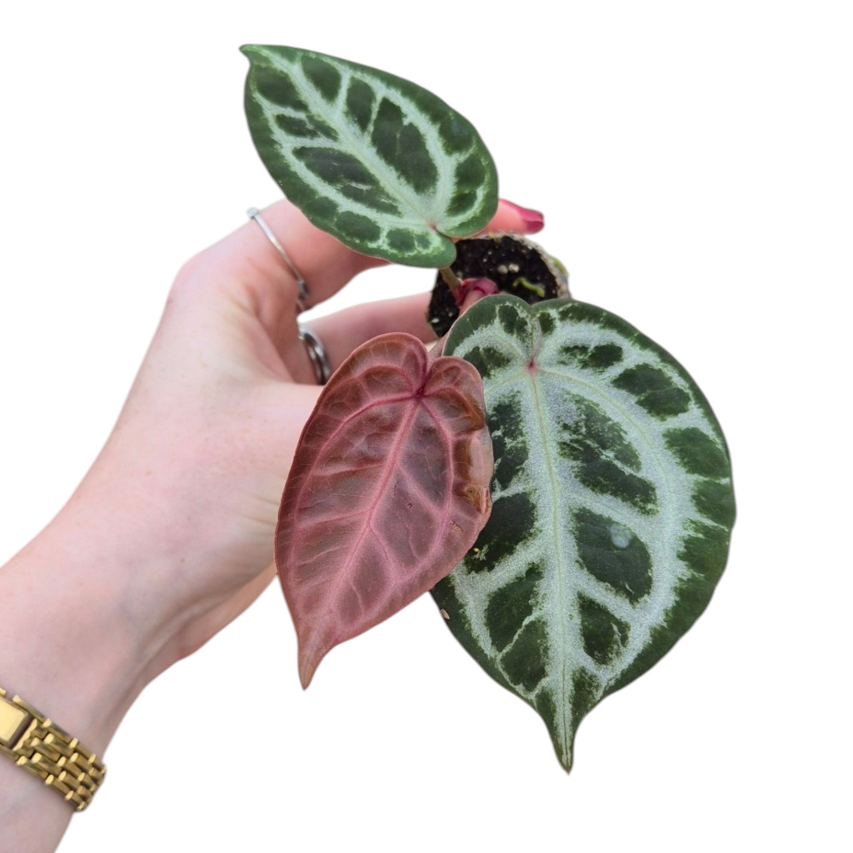 Live Sale Plant 207 Anthurium Red Crystal Blush