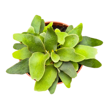 Live Sale Plant 208 Platycerium Willinckii OMG