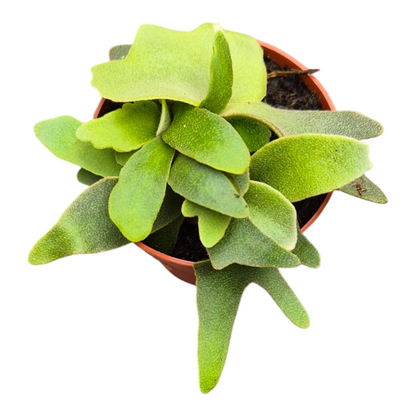 Live Sale Plant 209 Platycerium Willinckii OMG